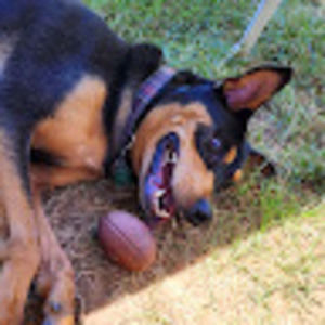 Meet your Posher, Phoenix